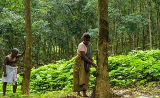 Expanding Among Rubber Plantation Workers of Tamil Nadu 