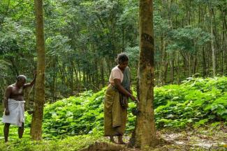 Expanding Among Rubber Plantation Workers of Tamil Nadu 